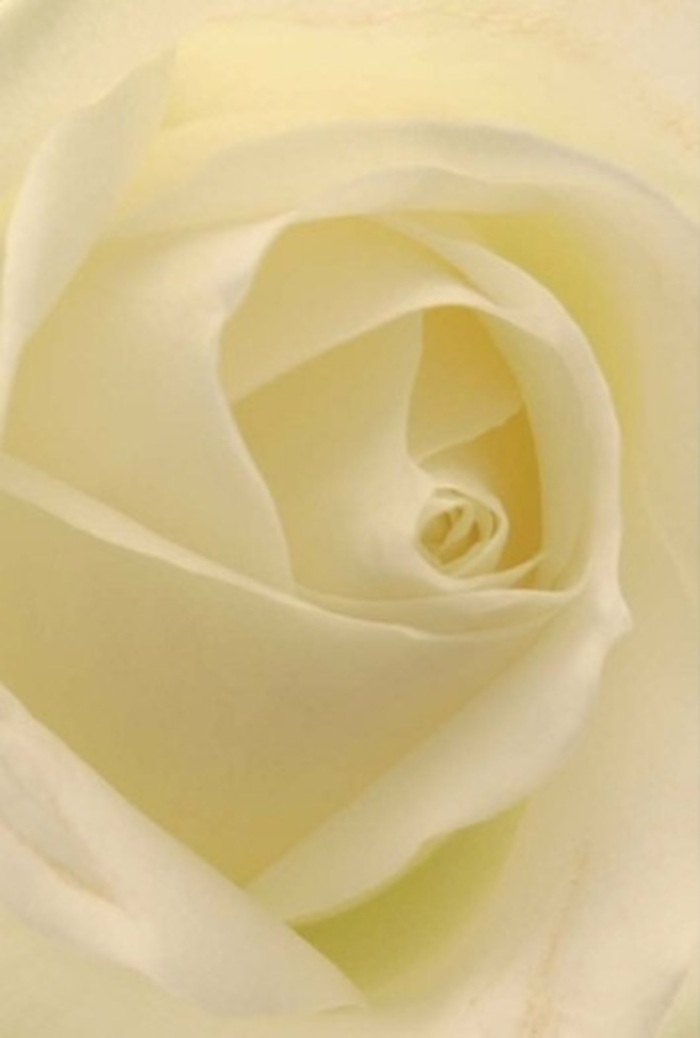 Viewed from above, this classic white rose enfolds the senses with its serene palette of cream and ivory-a study in tranquility set against the familiar backdrop of Forest Gate. Its petals display a flawless geometry, each one overlapping in harmonious spirals, reminiscent of the gentle rhythm found in local community gatherings at the station or the relaxed pace of weekend strolls along Forest Gate's leafy avenues. The lighting here is as soft as dawn, illuminating the bloom from within so every subtle contour and faint shadow attests to both natural beauty and expert florist craftsmanship. To me, this rose is the embodiment of sincerity-a perfect offering for expressing heartfelt emotion, be it a romantic gesture, an elegant wedding centerpiece for Woodgrange Road venues, or a token of sympathy delivered to homes near Sebert Road. The bloom's delicate fragrance seems to linger in the air, promising solace and peace. Its near-translucent outer petals evoke a sense of gentle resilience, while the spiraled core suggests fresh beginnings and unwavering purity. Forest Gate Flowers is often trusted to create such pieces for locals seeking a flower that speaks with both quiet grace and eloquence. This image invites the viewer not just to see a flower but to feel the calm assurance and timeless elegance it promises, marking milestones big and small throughout Forest Gate.